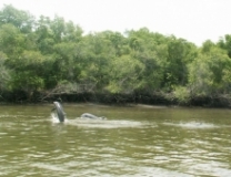 Imagen Observación de delfines